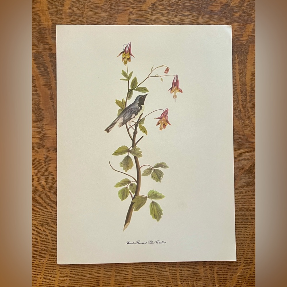 Vintage Audubon Birds of America Lithography Print, Black Throated Blue Warbler